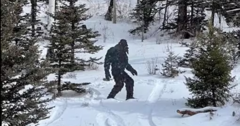 Mysterious drone video reveals an enigmatic furry creature wandering through the woods, internet buzzes with Bigfoot speculation