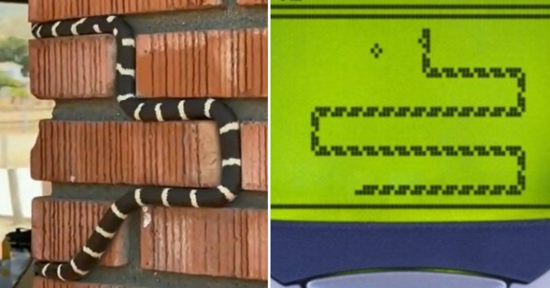 Nokia Snake Game IRL: Video Of A Reptile Perfectly Tracking Mortar Lines Reminds The OG Game Internet