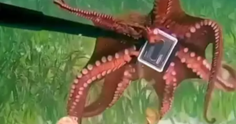 Octopus grabs Aussie Diver’s GoPro camera, intense ‘tug of war’ ensues