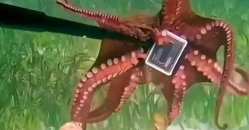 Octopus grabs Aussie Diver's GoPro camera, intense 'tug of war' ensues
