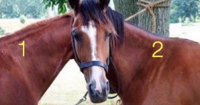 Optical Illusion Challenge: Can you guess which horse’s head belongs to?