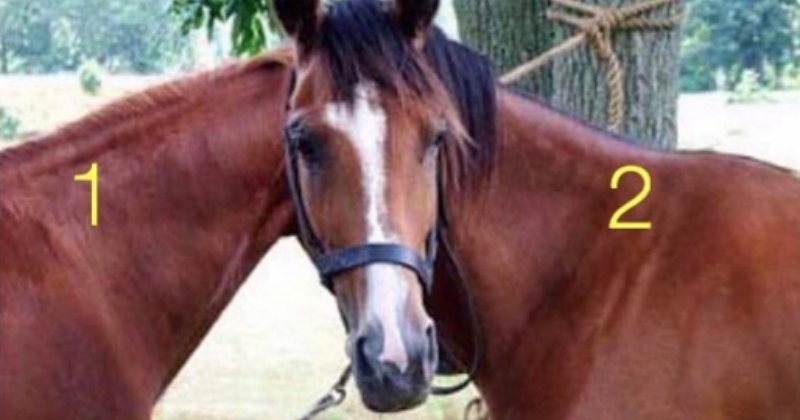 Optical Illusion Challenge: Can you guess which horse's head belongs to?