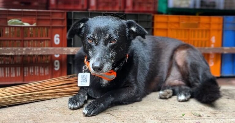 Ratan Tata encourages people to shelter stray animals during monsoon, internet supports his plea