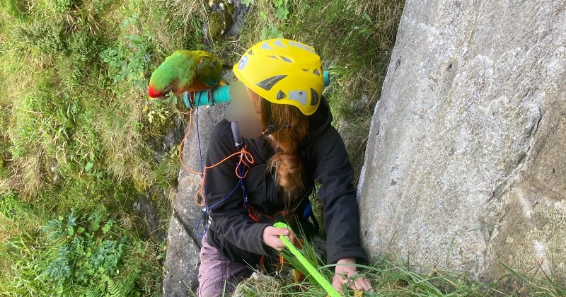 Rescue Gone Wrong: Woman Climbs Risky Cliff To Save Pet Parrot, Ends Up Stuck As Bird Flies Back To Safety