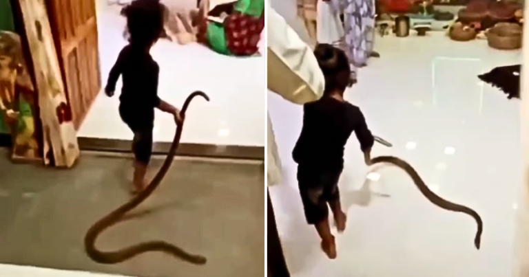 Tarzan in real life!  Boy Casually Drags Snake Into His House, Internet Praises Boy’s IDGAF Attitude