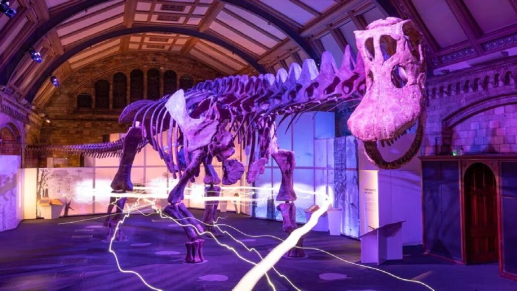 Te Papa Dinosaurs: The world's largest dinosaur comes to New Zealand ...