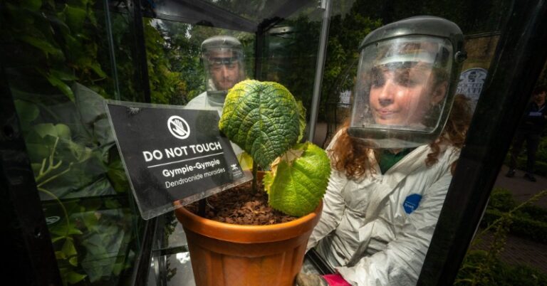 The world’s most poisonous Gympie-Gympie plant that ‘can cause suicidal thoughts’ comes to the UK