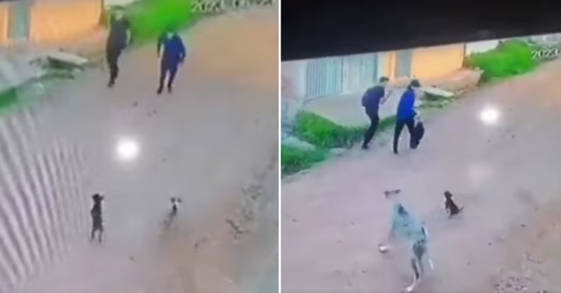 Tiny Puppies Scared By Men Return With Mighty Dog Companion For Revenge