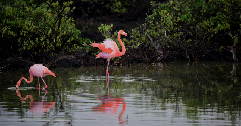 Travelers Shocked to Discover the Hidden Meaning Behind Pink Flamingos in RV Parks