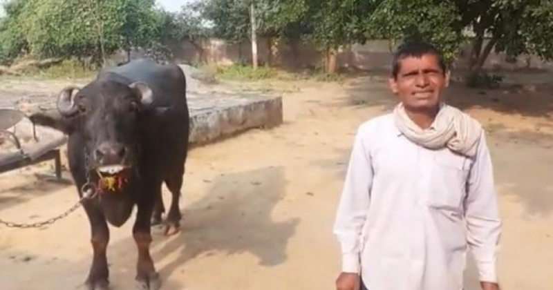 UP Farmer Complains Of Animal Cruelty After His Buffalo Was Attacked For Eating Maize