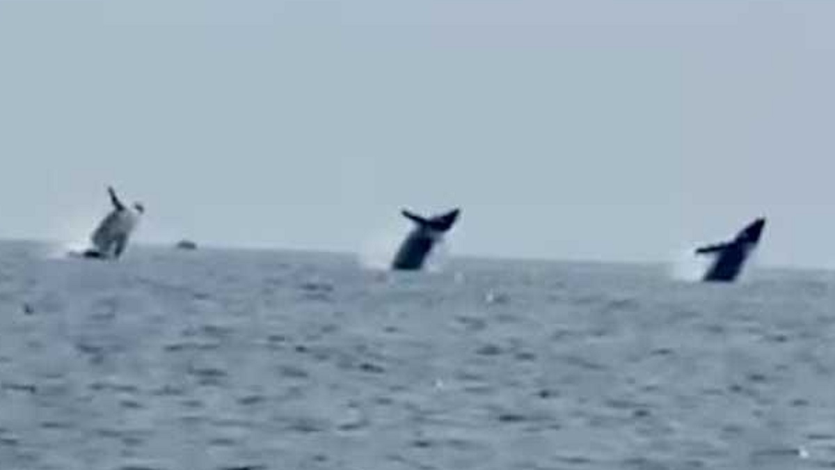 WATCH: 3 Whales Breaching At The Same Time video circulated on social media