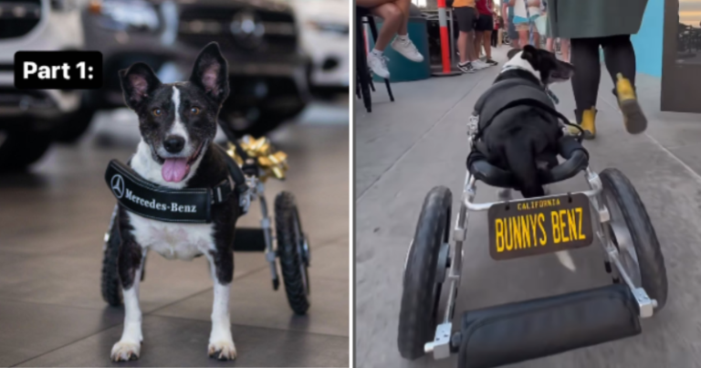 Watch: Heartwarming moment Specially trained dog gets custom-built wheelchair from Mercedes-Benz