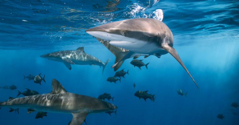 Why Have Humans Encountered More ‘Sharks’ In The United States?