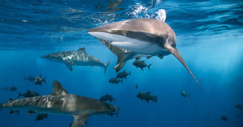 Why Have Humans Encountered More 'Sharks' In The United States?