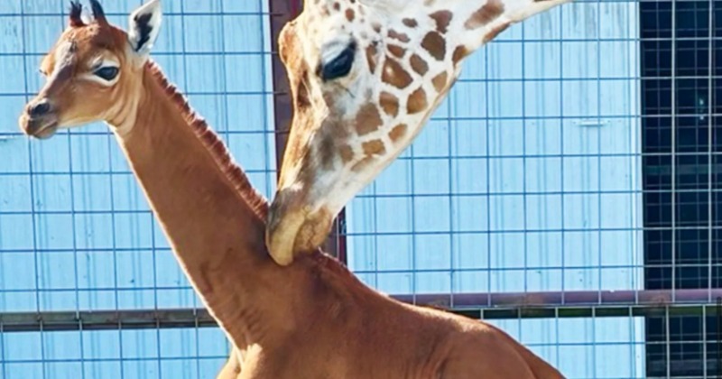Animal in the spotlight!  Extremely Rare Spotless Giraffe Born at Tennessee Zoo