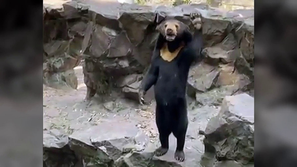 Chinese Zoo Sun Bears Costume Reddit Photos and Video Goes Viral