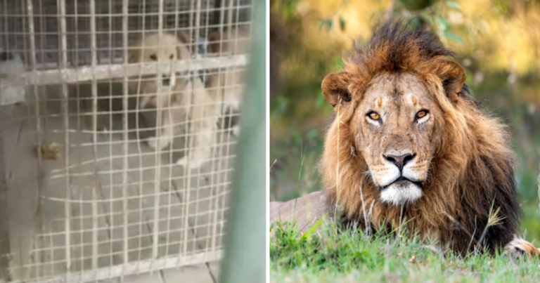 Chinese Zoo’s Attempt To Pass Off Golden Retriever As Lion Draws Flak