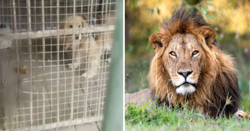 Chinese Zoo's Attempt To Pass Off Golden Retriever As Lion Draws Flak