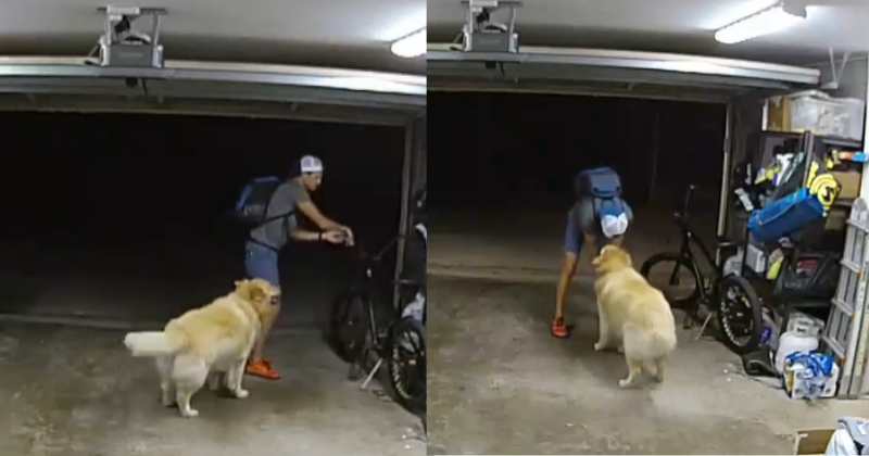 Dog Lover On A Crime Spree? Burglar Stops To Give Belly Rubs To Pooch Mid-robbery