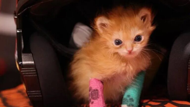 Fact check: Is Tater Tot Kitten dead? Tributes pour in as Utah-based viral kitten ‘Tater Tot’ dies suddenly