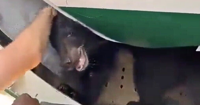 Flight To Dubai Disrupted As Bear Escapes Crate In Cargo Hold