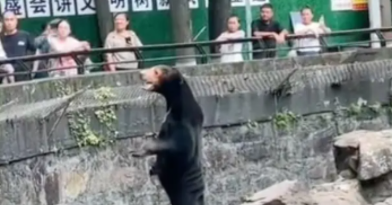 Fur-real Or Fiction? Video From Chinese Zoo Sparks Dispute Over ‘Man Dressed As Bear’ 