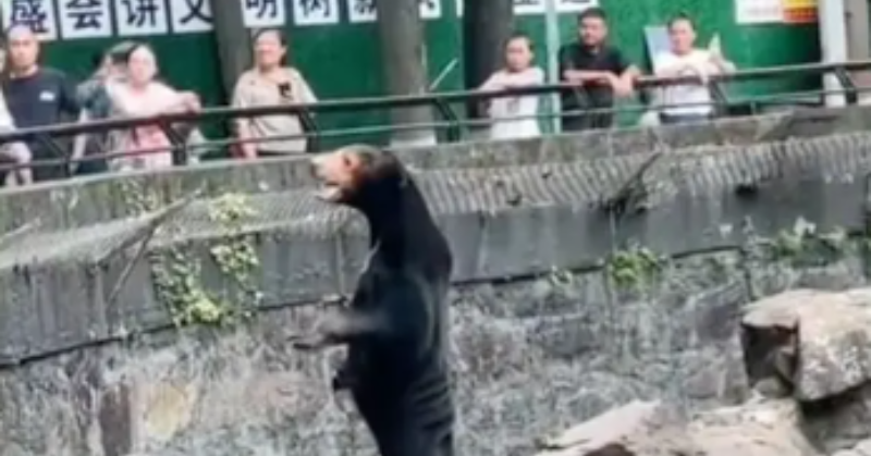 Fur-real Or Fiction? Video From Chinese Zoo Sparks Dispute Over 'Man Dressed As Bear' 