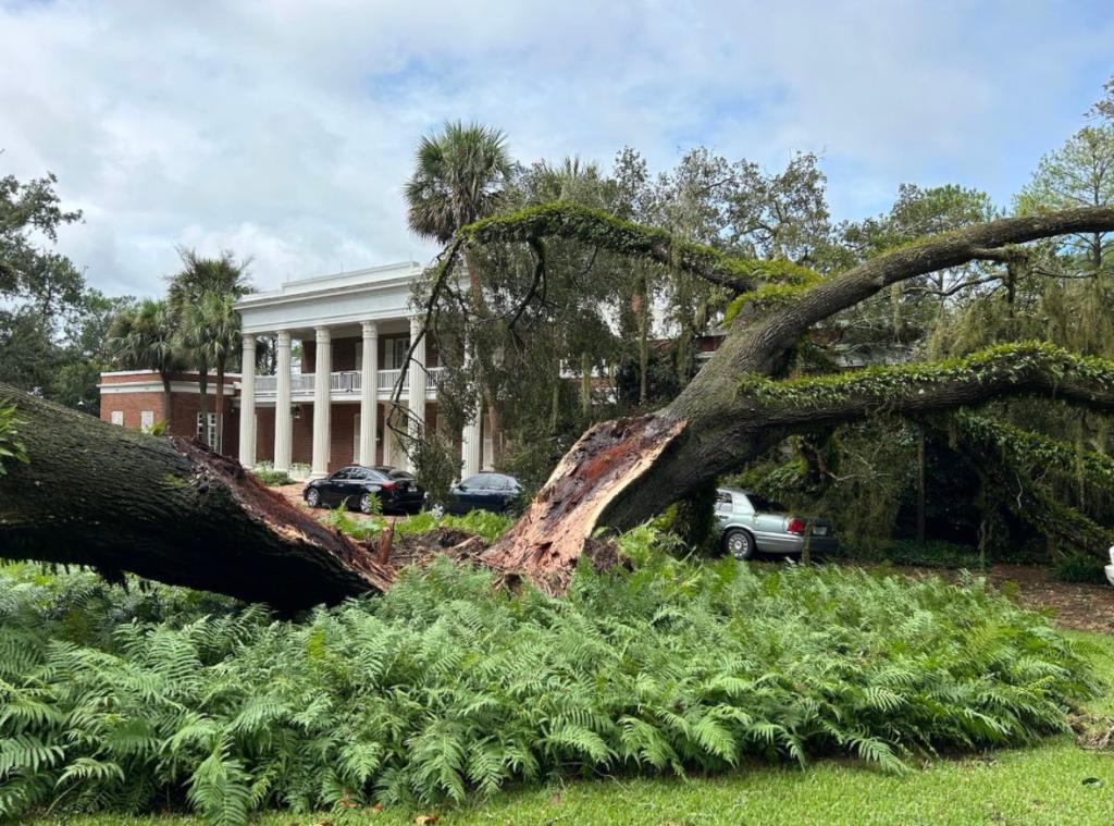 Huge 100-year-old oak tree falls on Gov. Ron DeSantis' mansion during Hurricane Idalia while his family is inside