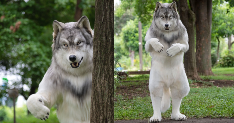 Japanese Man’s ₹20 Lakh Transformation Into Wolf: He Describes It As A ‘Powerful Experience’