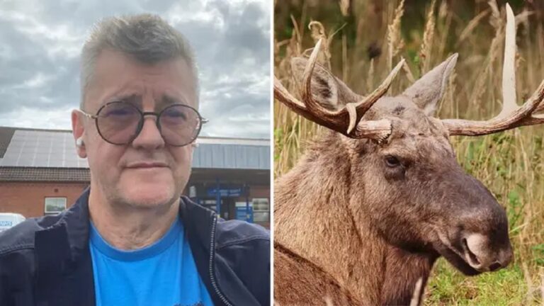 Joe Pasquale Moose Antler Accident: What Happened To Comedian Joe Pasquale?