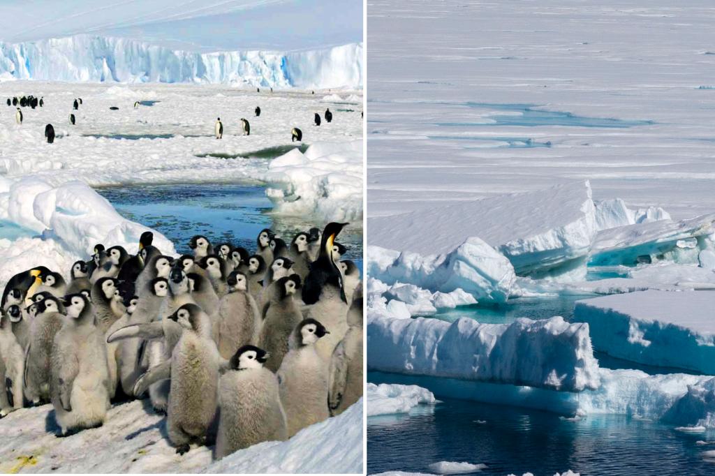Melting Antarctic ice harms survival of emperor penguin chicks: study