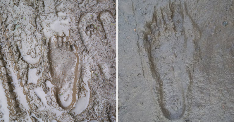On The Hunt For Bigfoot: 'Barefoot Prints' Discovered Deep In Alaska Wilderness Send Believers Into Frenzy