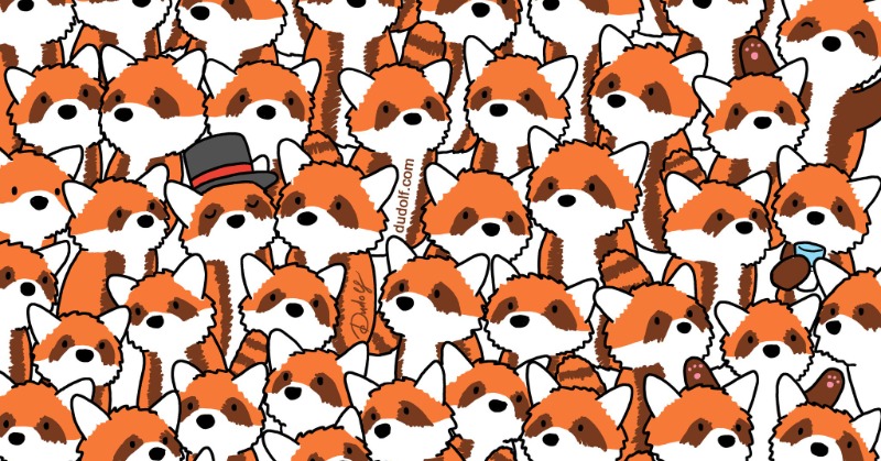 Optical Illusion: How Sharp Are Your Eyes? Spot 3 Hidden Foxes Among The Red Pandas In 9 Seconds