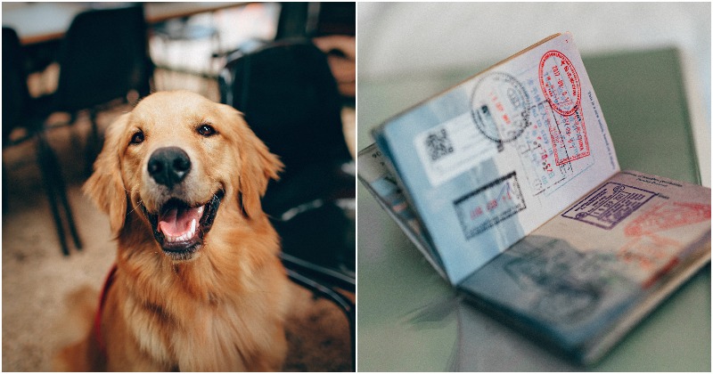 'Paw-sitively Disastrous': Dog Chews Groom’s Passport Just A Few Days Ahead Of Italy Wedding