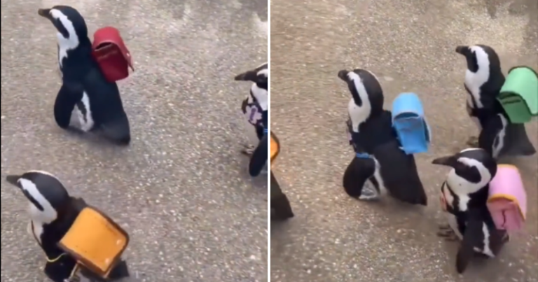 Penguins Show Off Their Teamwork While Wearing Backpacks In Viral Video