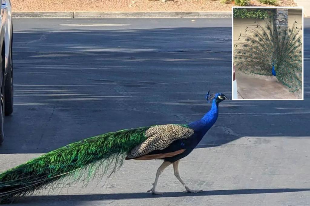 Pete the peacock, adored in the Las Vegas neighborhood, dies with a bow and arrow