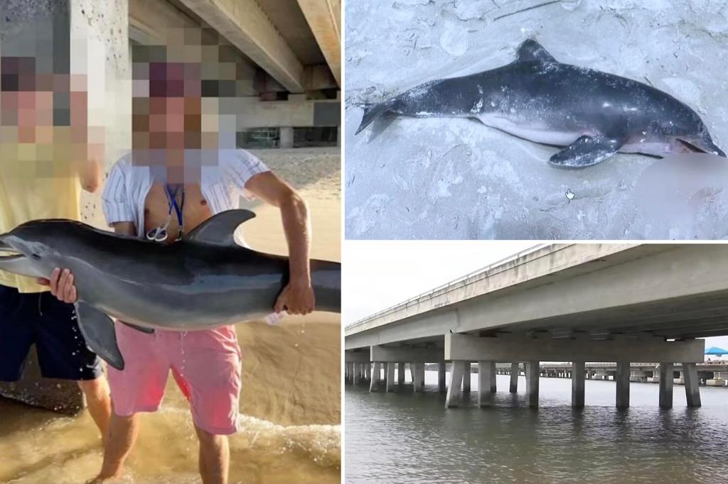 Teenager receives threats after the death of a baby dolphin that he pulled out of the water for an Instagram post