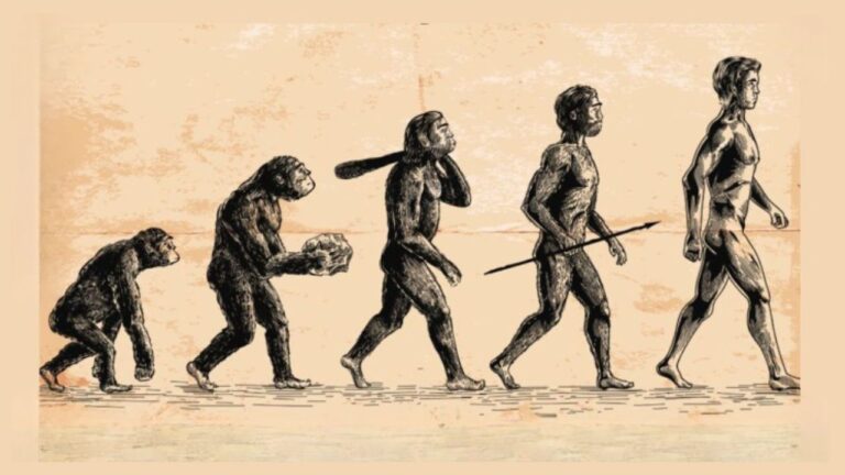 The Evolution of Human Walking: How Humans Learned to Walk