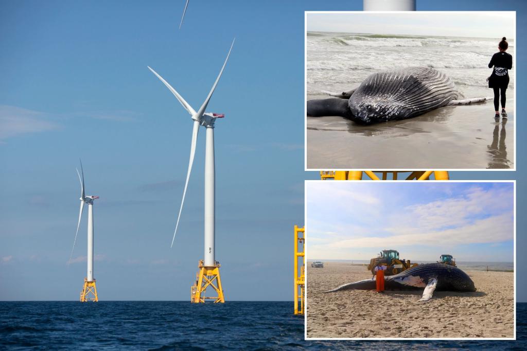 Un nuevo documental "demuestra" que la construcción de parques eólicos marinos mata ballenas