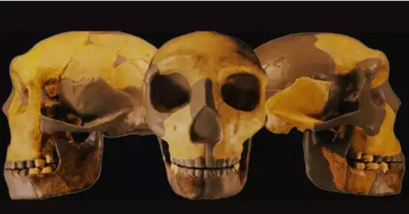 Unique Discovery: Ancient Skull Unearthed In China Defies Human Traits