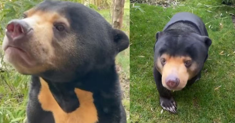 Unveiling The Truth? UK Zoo’s Video Sparks Debate On Existence Of Sun Bears