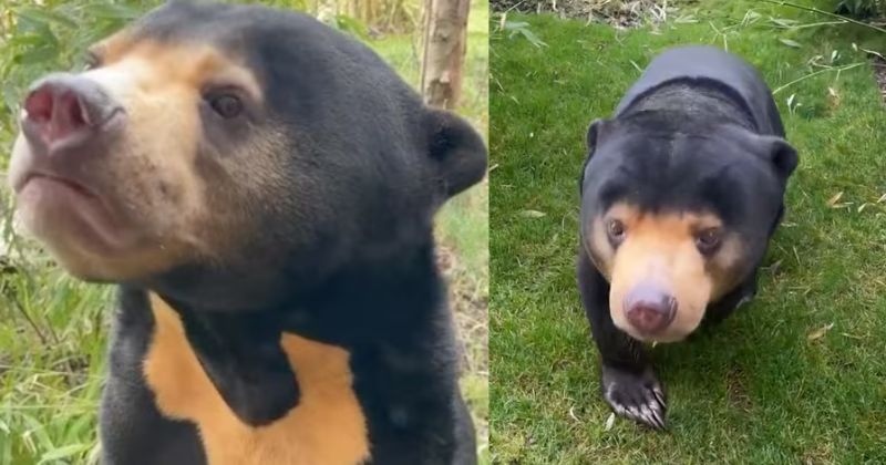 Unveiling The Truth? UK Zoo's Video Sparks Debate On Existence Of Sun Bears