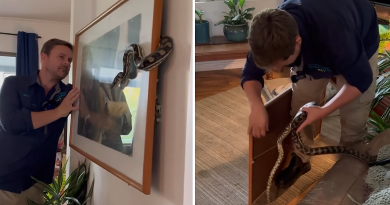 Video: A woman's worst nightmare comes to life after she finds a python hidden behind a painting in her living room