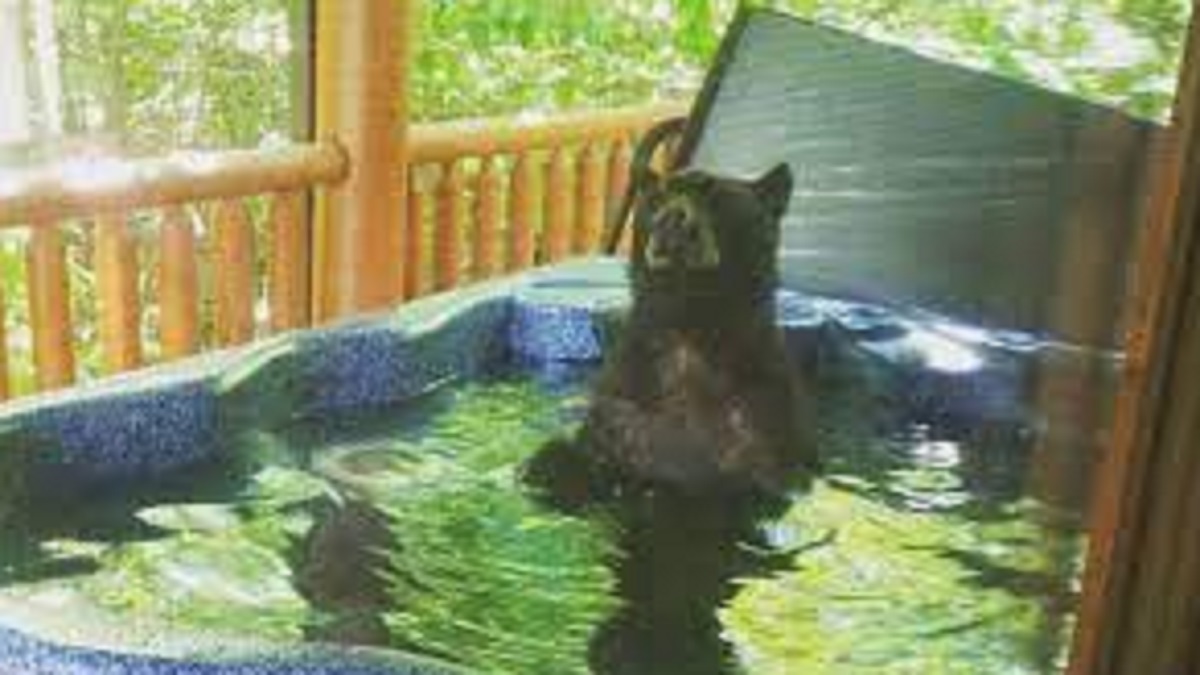 WATCH: Black Bear In Hot Tub video goes viral on social media