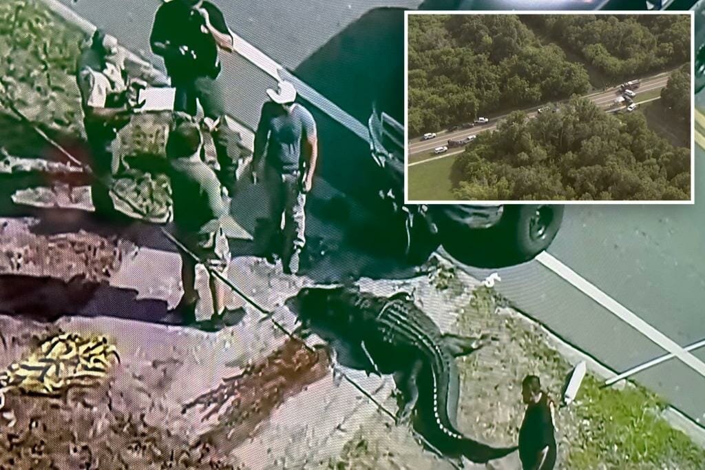 14-foot alligator caught carrying a lifeless human body through a Florida canal
