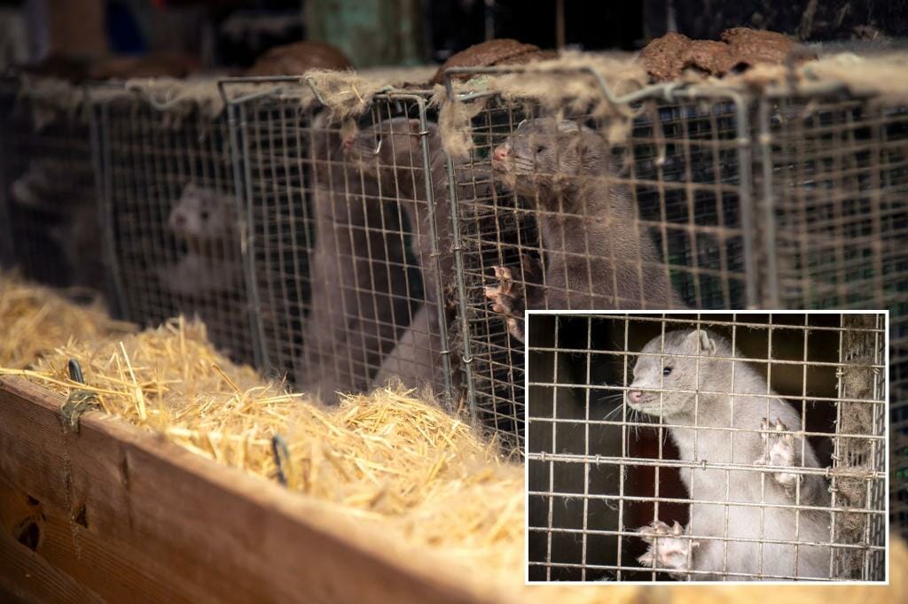 8,000 minks loose after vandal frees them from Pennsylvania fur farm