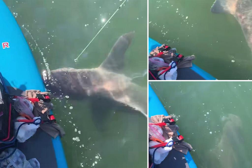 A Connecticut man hooks an 8-foot shark while stand-up paddleboarding in Long Island Sound