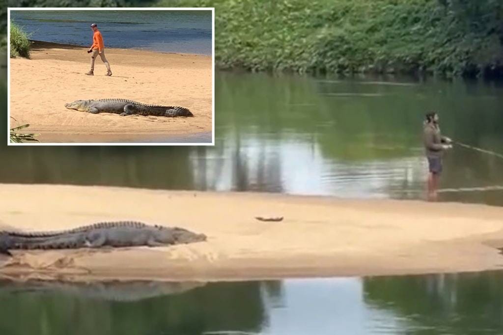 A man photographed casually walking just meters from a huge crocodile in Australia
