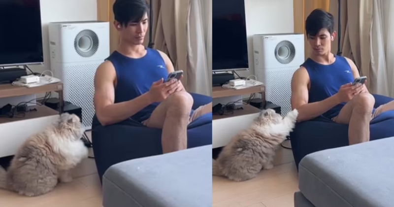 Adorable Cat Asks For Hugs In Viral Video And It's The Best Thing On The Internet Right Now
