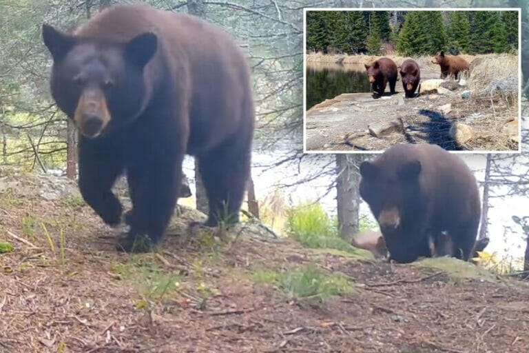 Adorable video shows mother bear teaching her cubs to take down trail cameras
